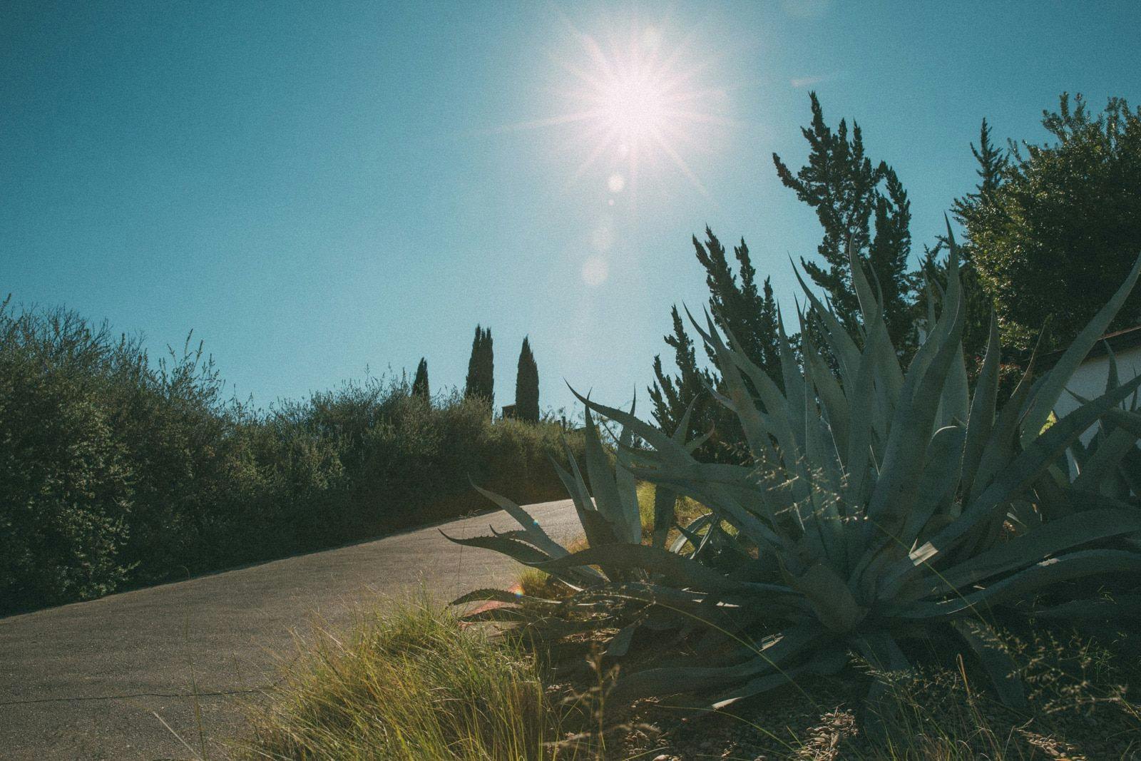 Sun beaming down on plants by a road