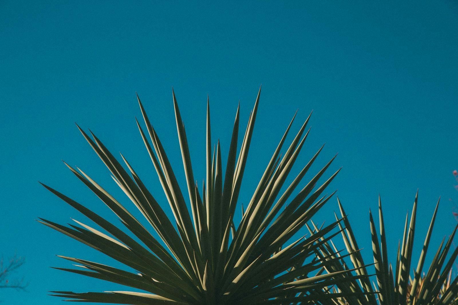 Agave plant against blue sky