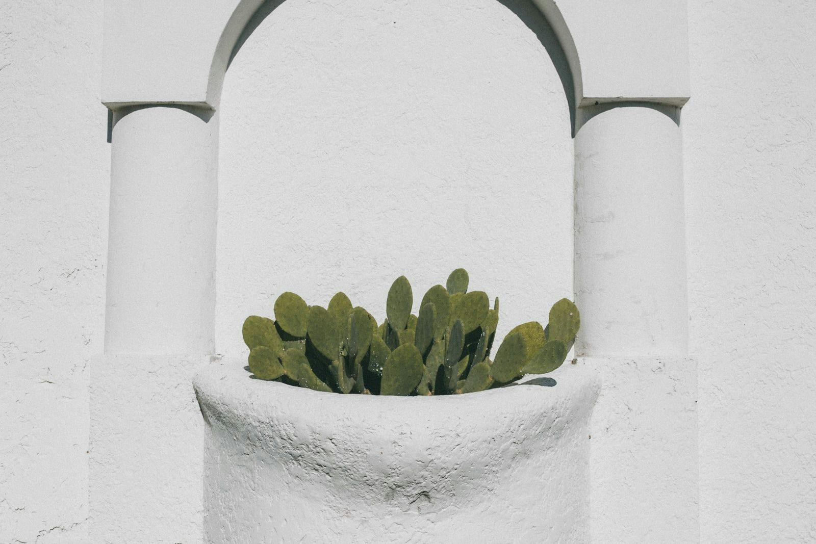 Cactus planted in a pot on a white wall