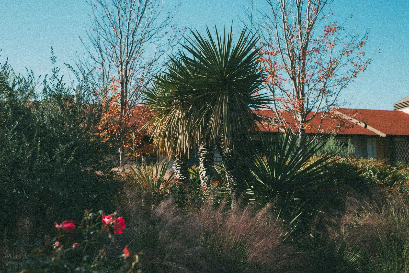 Yucca and other plants in front of a building